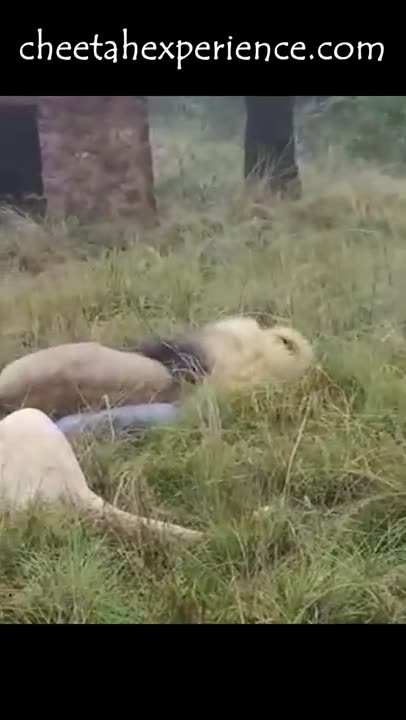 Relaxing Lion Licks Rocks