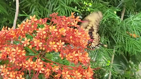 Swallowtail Butterfly working a flower