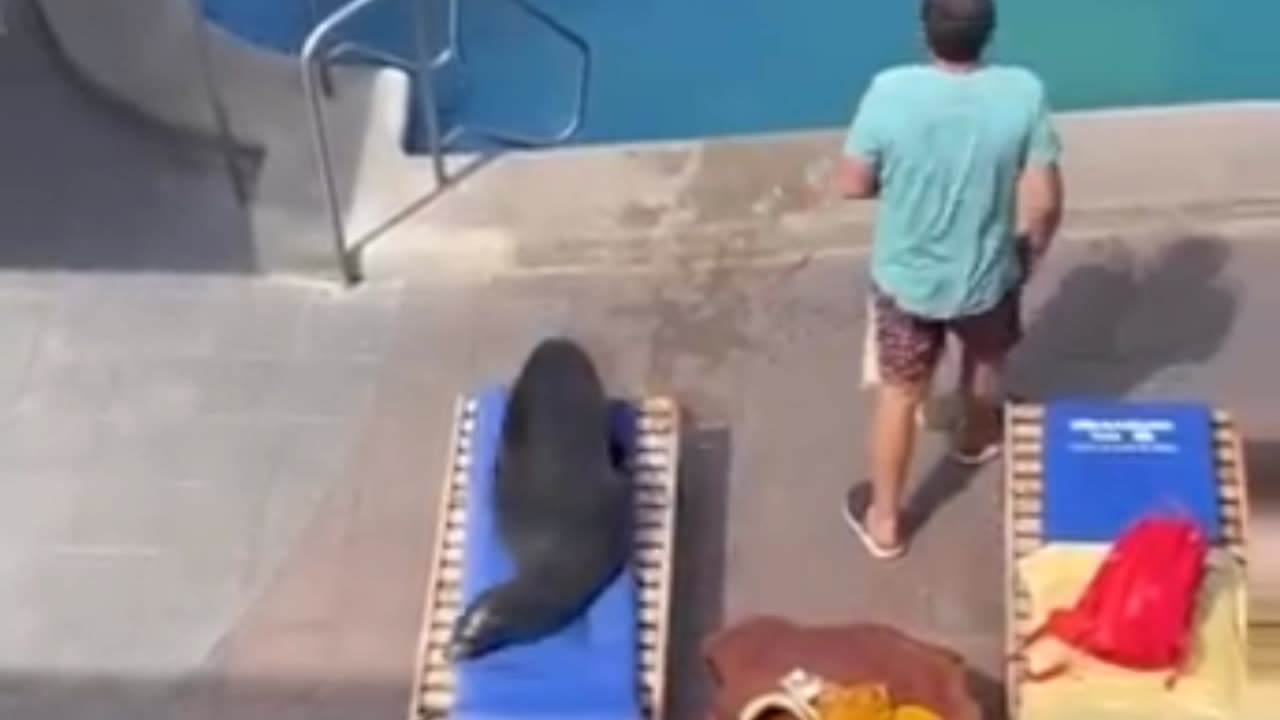 Sea Lion Steals Pool Chair 🦭