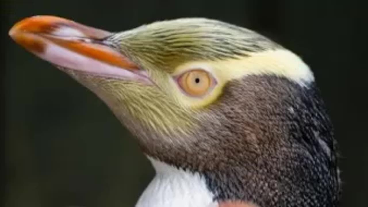 "Rare and Shy Hoiho Penguin Wins New Zealand's Bird of the Year"