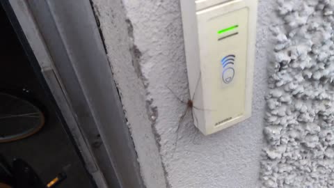 "Välkommen in"- sa spindeln.