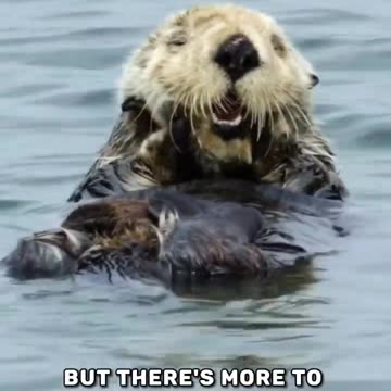 What Do Sea Otters 🦦 Do To Be Safe When Sleeping?