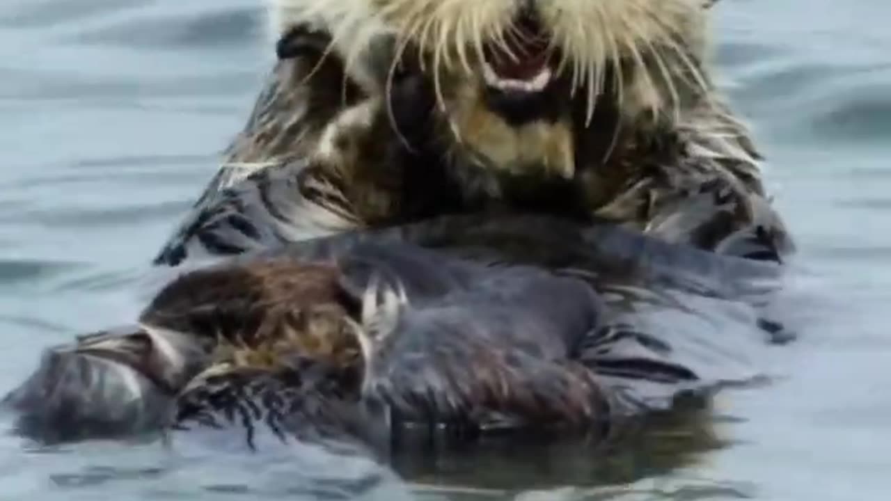 What Do Sea Otters 🦦 Do To Be Safe When Sleeping?