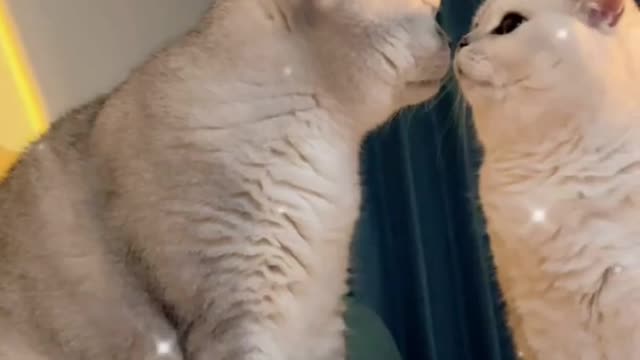 Cat Videos | Best Cute Baby Cat (2021) | Cat Videos [Tik Tok Videos] Compilation | Amazing Cat