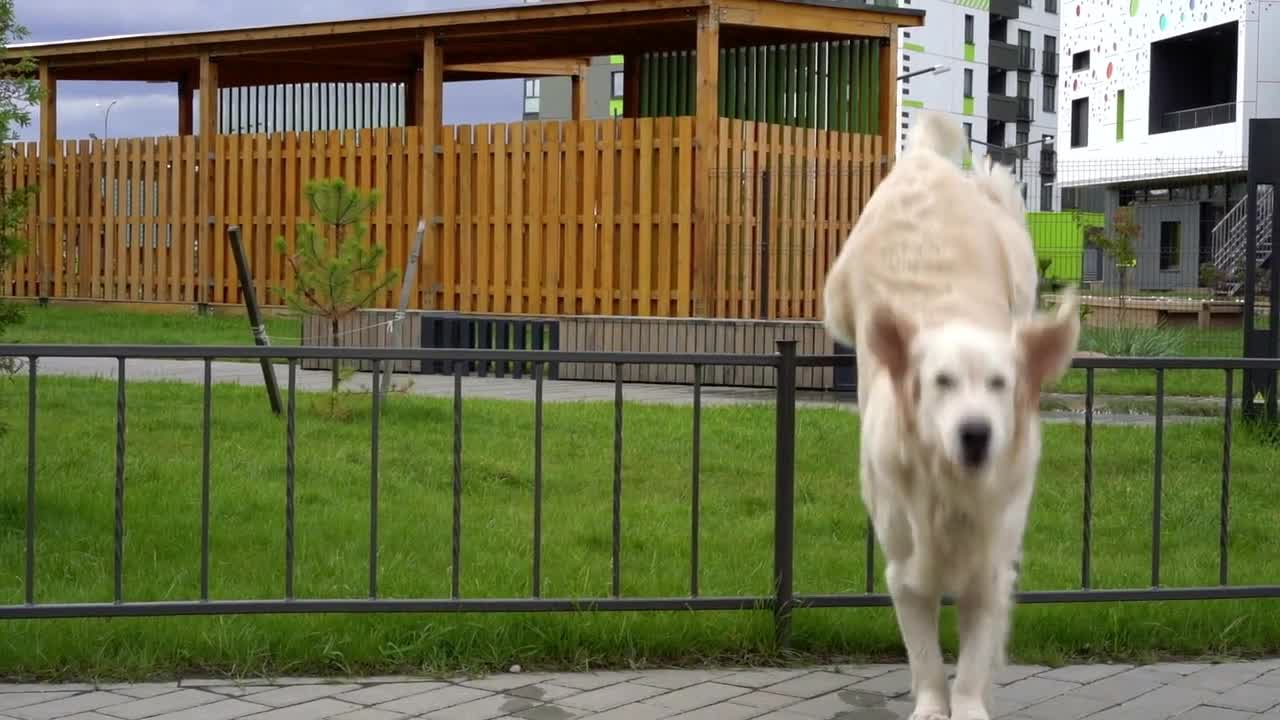 the beauty of slow motion a dog jumping over the fence in a modern city