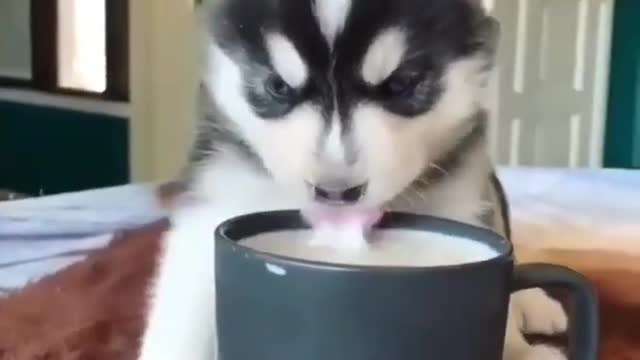 cute husky drink milk