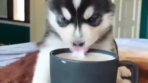 cute husky drink milk