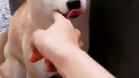 Cute And Funny Dog Videos very funny