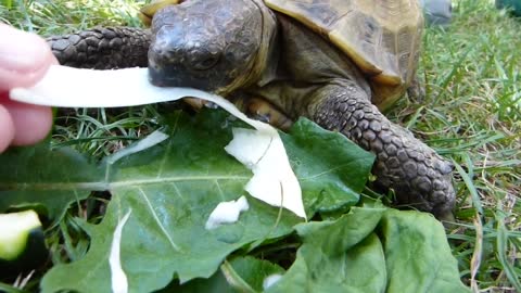 Funny turtle with crunchy noise