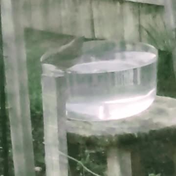 Sparrow deciding if she should "take the plunge"