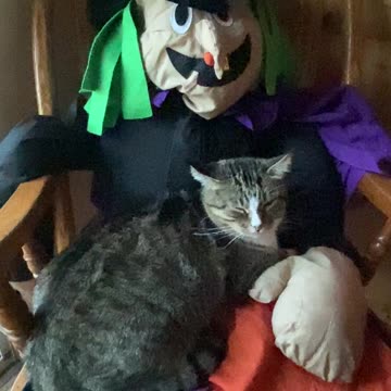 Who said cats don’t like witches lol