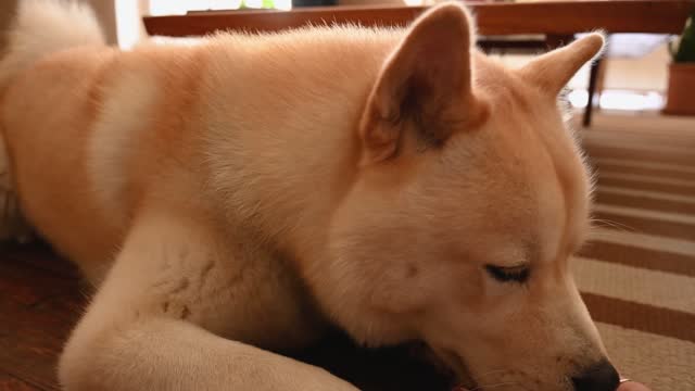cutest puppy 2