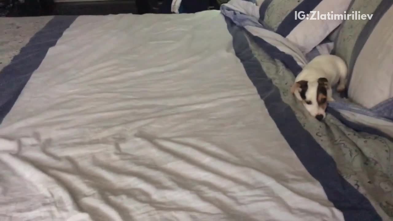 White dog running in circles around bed