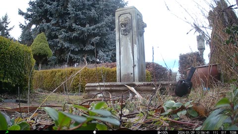 Fountain visitor