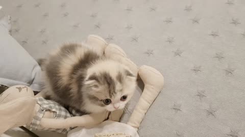 cute kitten plays with it short legs