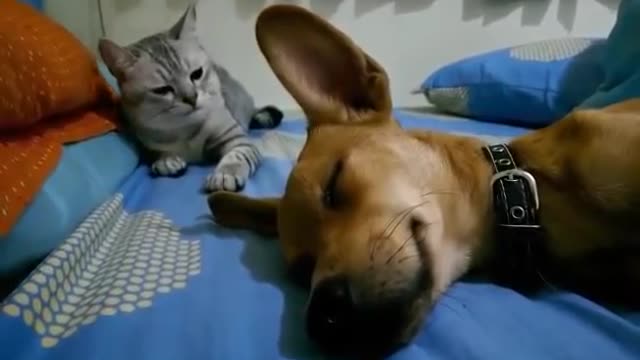 A cat beats a dog that releases gases