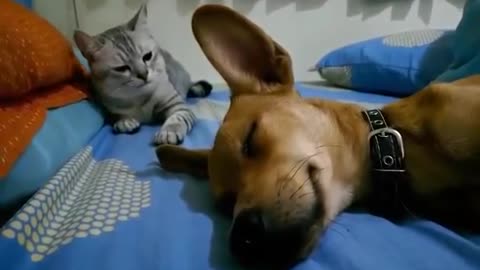A cat beats a dog that releases gases