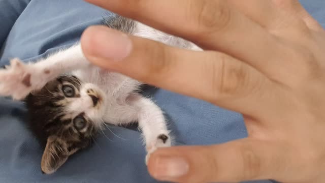 a kitten with open arms