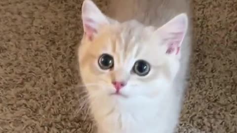 Cat 😺 jumping moment 😺 cute