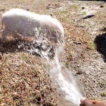 Pour Some Water on Me