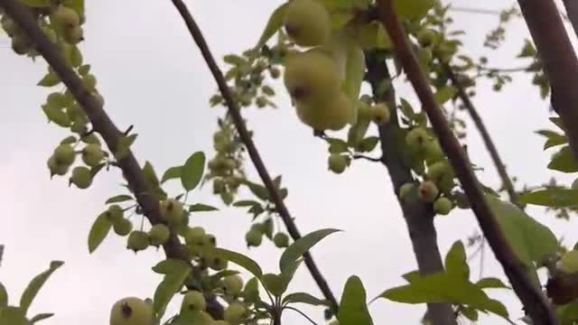 The trees are laden with fruit