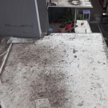 Pigeons enjoying in rain