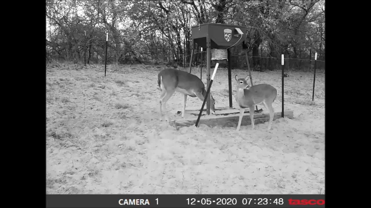 November to December 2020 Game Cam