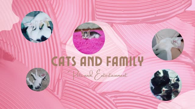 Cats and Family