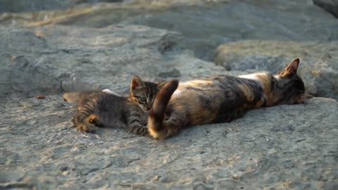 Kitten playing with its mother tail