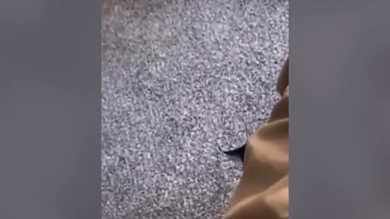 Best Funniest Cats 😹 Don't try to hold back laughter 😹😹