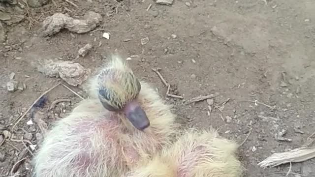 video-of-new-born-ducklings