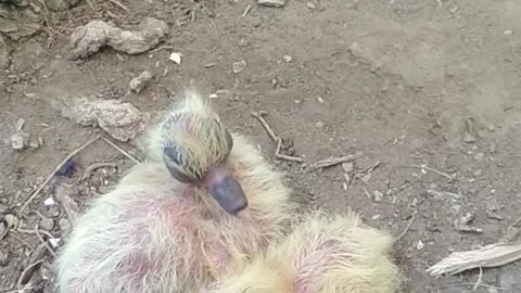 video-of-new-born-ducklings