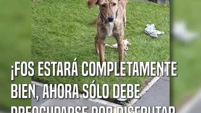 Encuentra un pobre perro con la espina dorsal rota y decide ayudarlo de la mejor forma posible