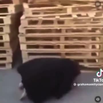 Legend A British truck driver who was in Calais found 2 illegals in his lorry.