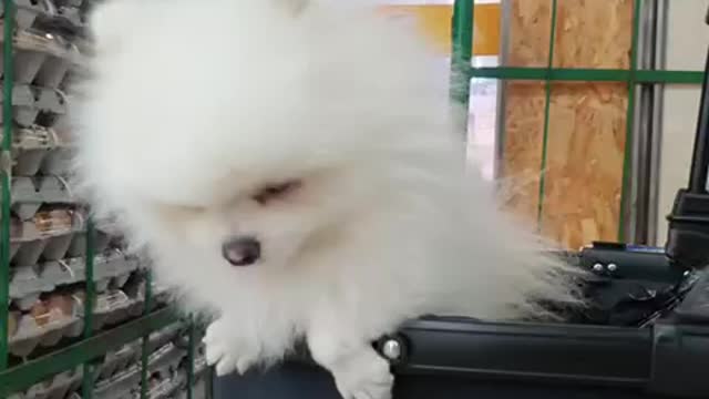 White Pomeranian puppy.