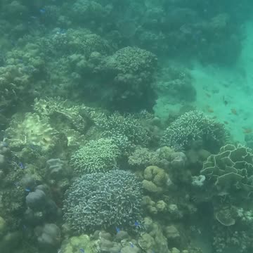 A Morning Snorkeling Adventure