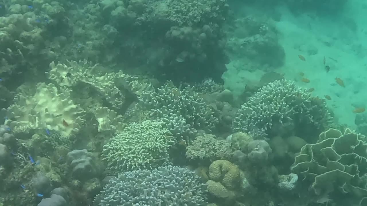 A Morning Snorkeling Adventure