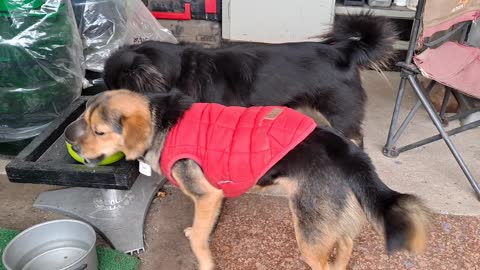 The puppies are enjoying their food.