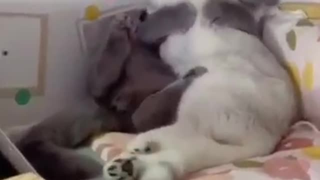 GATOS ENGRAÇADOS E FOFOS / FUNNY Funniest Animals #shorts