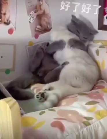 GATOS ENGRAÇADOS E FOFOS / FUNNY Funniest Animals #shorts