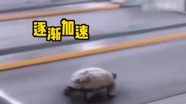 Who says turtles can't run fast