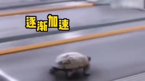 Who says turtles can't run fast