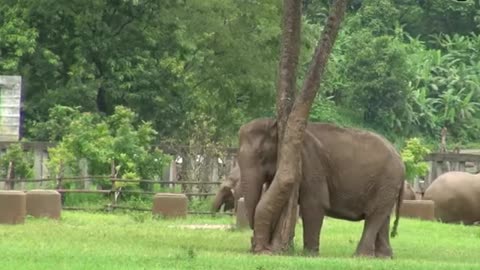 Elephant funny video