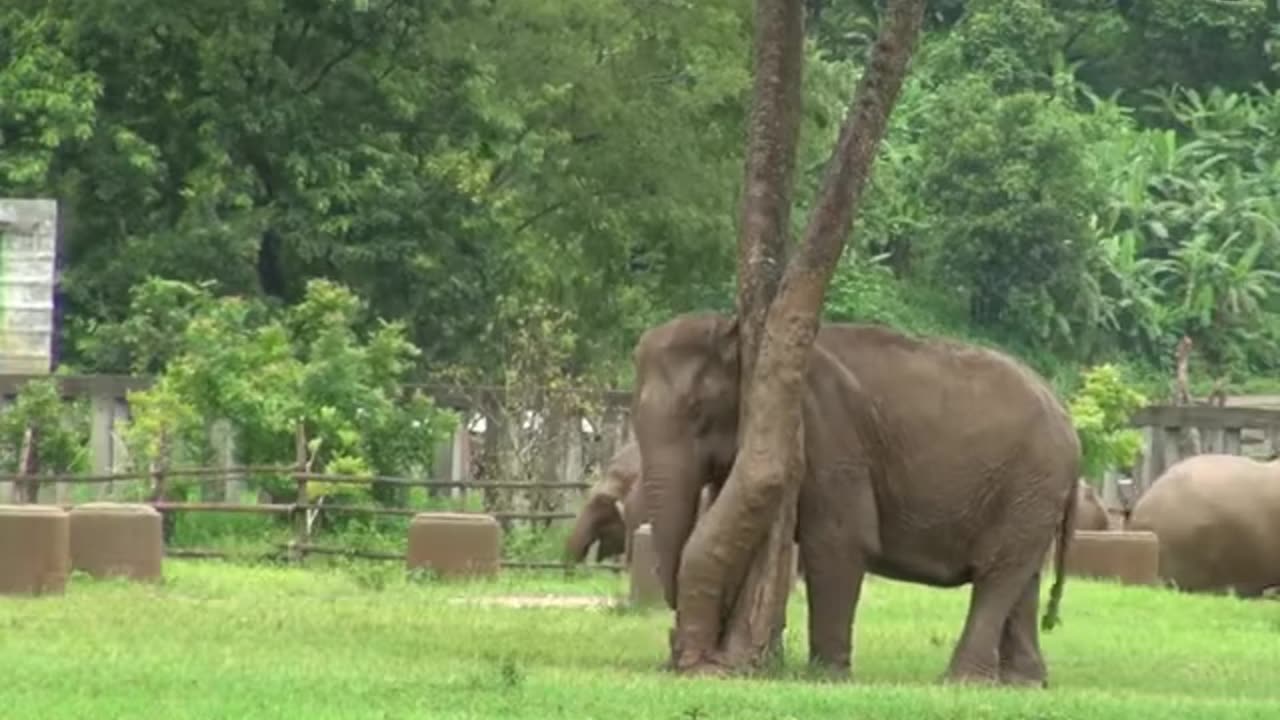 Elephant funny video