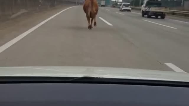 New lamborghini Driving test