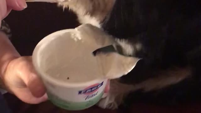 Unbelievably spoiled pup loves his dessert