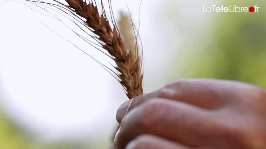 La Guerre des Graines