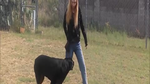 WATCH LATER ADD TO QUEUE Brain Games for Dogs-Mental Enrichment