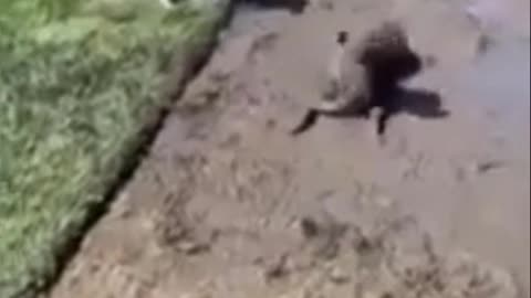 Cutest Try not to Laugh Kittens - Pups - 32