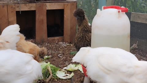 Happy chickens